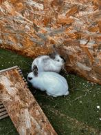 Baby konijn, Dieren en Toebehoren, Konijnen, Meerdere dieren, Dwerg, 0 tot 2 jaar