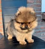 Beare face Pomeriaan sabel, Dieren en Toebehoren, Honden | Poolhonden, Keeshonden en Oertypen, Particulier, 15 weken tot 1 jaar