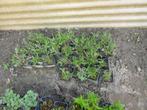 Verbena, Ophalen, Zomer, Overige soorten