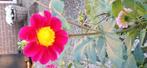 Dahlia knol, Tuin en Terras, Bloembollen en Zaden, Ophalen of Verzenden, Voorjaar, Volle zon, Knol