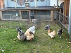 Te koop leuke toom hennen , 7 stuks verschillend ras, Dieren en Toebehoren, Pluimvee, Vrouwelijk, Kip
