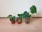 Baby anthurium crystallinum plantjes, Huis en Inrichting, Overige soorten, In pot, Minder dan 100 cm, Groene kamerplant