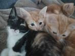 💞 5 lieve kittens te koop 💞, Dieren en Toebehoren, Katten en Kittens | Overige Katten, Poes