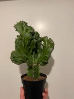 Euphorbia Cristaat Kamerplant groot, Ophalen of Verzenden