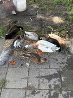 2 kuifeenden, Dieren en Toebehoren, Mannelijk, Eend