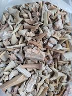 Fossielen Mix, Verzamelen, Ophalen of Verzenden