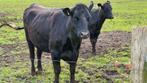 Black Angus pinken, Dieren en Toebehoren, Runderen, Vrouwelijk, 0 tot 2 jaar