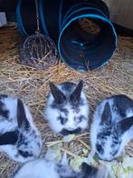 Konijntjes hangoor, Dieren en Toebehoren, Geslacht onbekend, Middelgroot, Hangoor, 0 tot 2 jaar