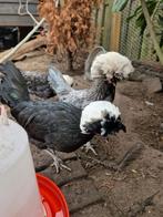 Kriel kuifhoender, Dieren en Toebehoren, Pluimvee, Vrouwelijk, Kip