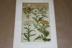 Antieke botanische kleurenlitho - Oa Kamille Ganzebloem etc!, Ophalen of Verzenden