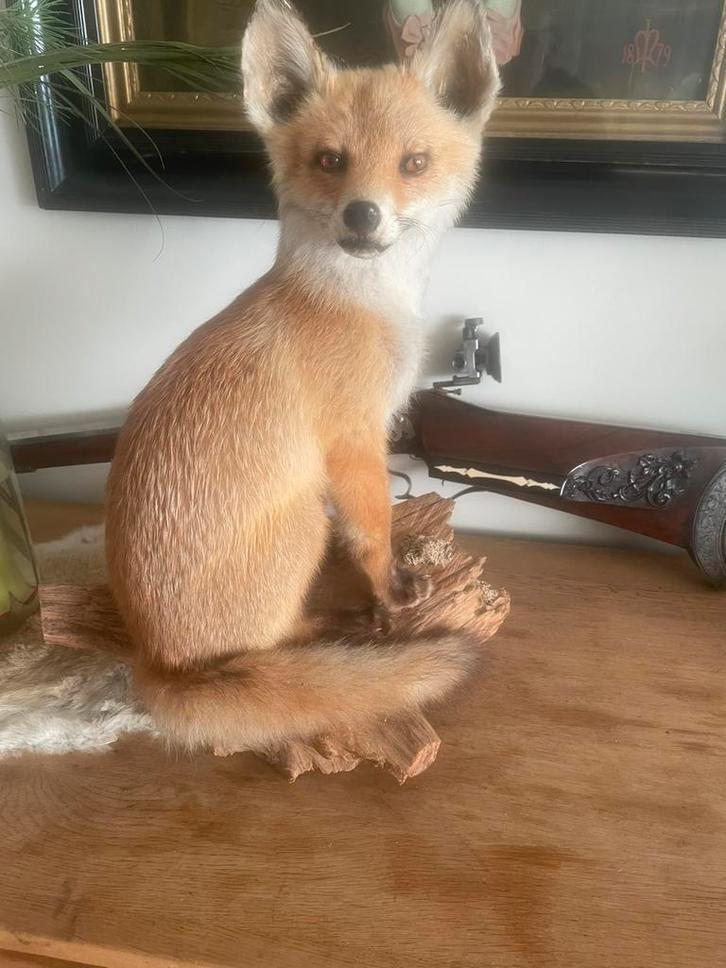 Opgezet Jong Vosje, Antiek en Kunst, Antiek | Overige Antiek, Ophalen of Verzenden