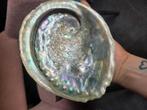 Prachtige abolone schelp, Ophalen of Verzenden, Zo goed als nieuw