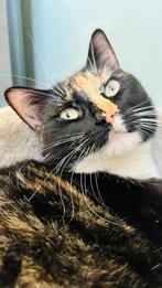 Europese korthaar, lieve poes van 2 jaar, Dieren en Toebehoren, Poes, Kortharig, 0 tot 2 jaar