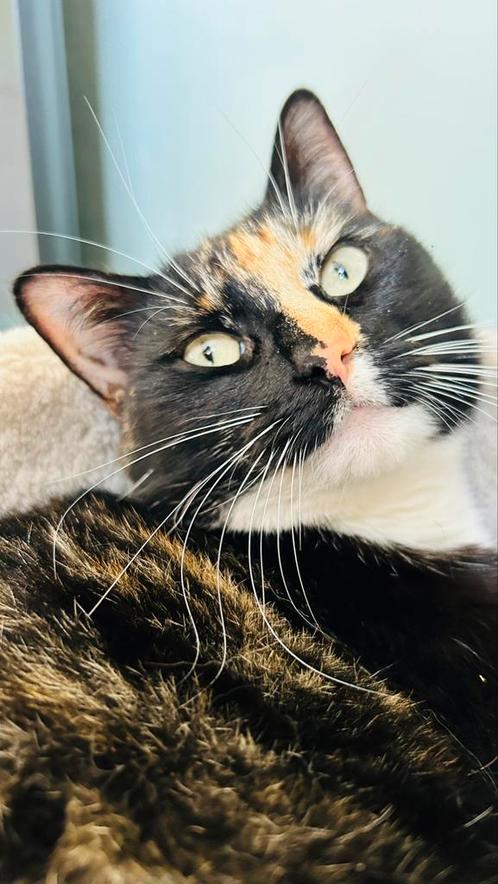Europese korthaar, lieve poes van 2 jaar, Dieren en Toebehoren, Katten en Kittens | Overige Katten, Kortharig, Poes, 0 tot 2 jaar