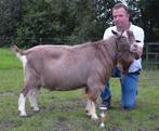 te koop toggenbuger bok Saries Patrick "JH", Mannelijk, Geit, 3 tot 5 jaar