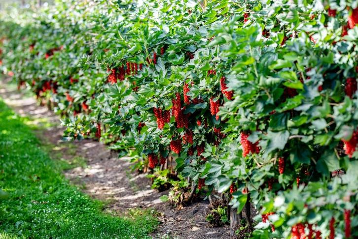 Rode bessen struik Black Friday actie! 3 + 1 gratis tot 3/12, Tuin en Terras, Planten | Struiken en Hagen, Struik, Overige soorten