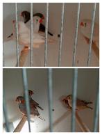 11 zebravinken te koop, Dieren en Toebehoren, Meerdere dieren, Tropenvogel, Geringd