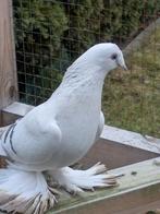 Takla duiven  van jullie 2025