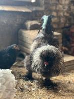 Gratis kip en haan, Dieren en Toebehoren, Pluimvee, Meerdere dieren, Kip