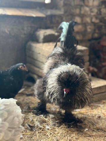 Gratis kip en haan beschikbaar voor biedingen