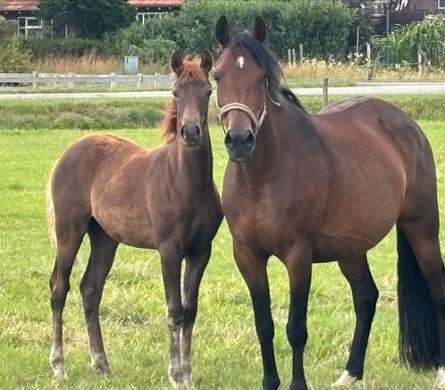 Geweldig chique merrieveulen, Dieren en Toebehoren, Pony's, Merrie, Niet van toepassing, 0 tot 2 jaar