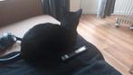 Kat gesteriliseerd, Dieren en Toebehoren, Poes