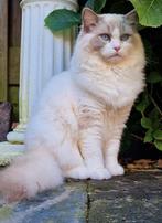 Dekkater ragdoll bue bicolor Baloe, Dieren en Toebehoren, Katten en Kittens | Dekkaters, 0 tot 2 jaar