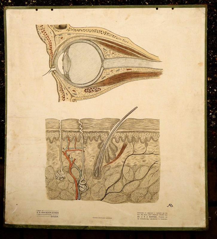 Oude anatomie schoolplaat van oog en huid 100 jaren oud, Antiek en Kunst, Antiek | Schoolplaten, Natuur en Biologie, Ophalen of Verzenden