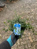 Ceanothus thyrsiflorus - Californische sering, Tuin en Terras, Volle zon, Vaste plant, Lente, Ophalen