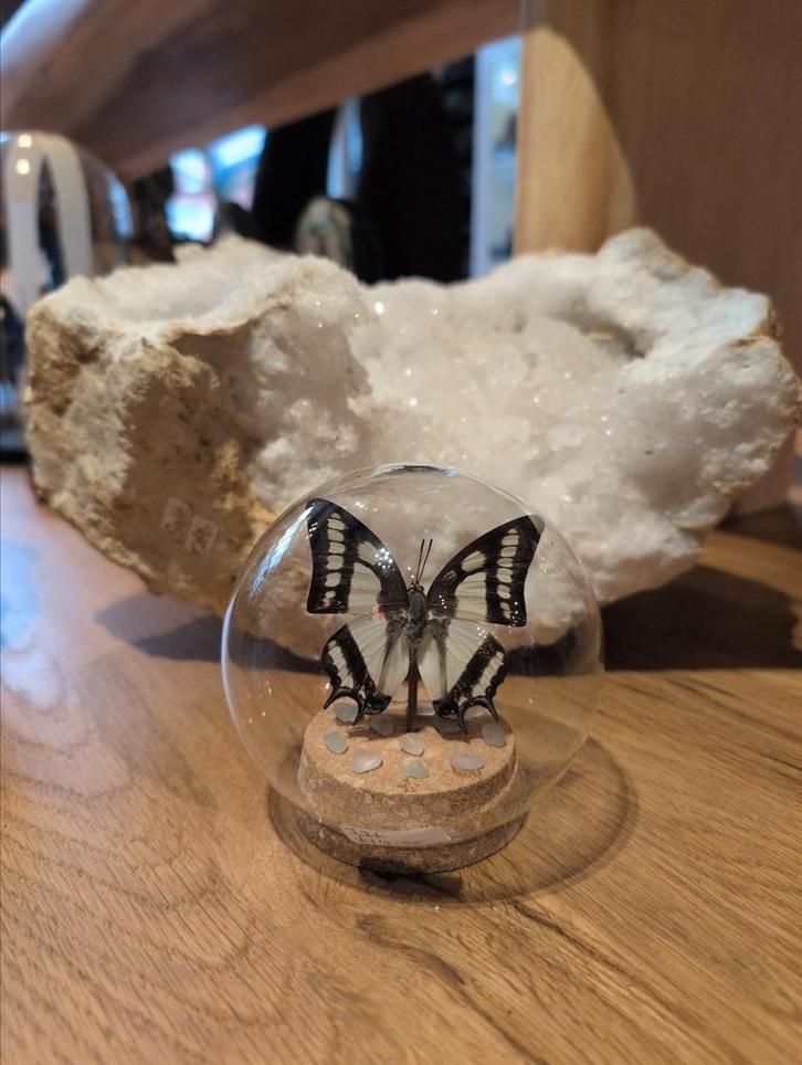 Prachtige vlinder in stolp, Huis en Inrichting, Woonaccessoires | Stolpen, Zo goed als nieuw, Ophalen of Verzenden