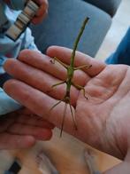 PSG 260 – Diapherodes gigantea, Dieren en Toebehoren, Wandelende tak