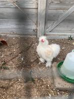 3 witte zijdehoender haantjes. Gratis, Dieren en Toebehoren, Pluimvee, Mannelijk, Kip