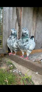 Kingduiven, Dieren en Toebehoren, Meerdere dieren, Gans of Zwaan
