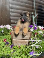 Tervuerense herdershond, Dieren en Toebehoren, 8 tot 15 weken, Meerdere, Meerdere dieren, Herder