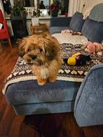 Leuke speelse Boomer-Maltezer teefje 5 maanden., Dieren en Toebehoren, Honden | Chihuahua's en Gezelschapshonden, Rabiës (hondsdolheid)