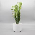 euphorbia- melkboom, Ophalen, Overige soorten, Halfschaduw, Minder dan 100 cm