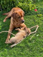 Mooie Redfox labrador pups (nog 2 reutjes beschikbaar), Dieren en Toebehoren, Honden | Retrievers, Spaniëls en Waterhonden, CDV (hondenziekte)