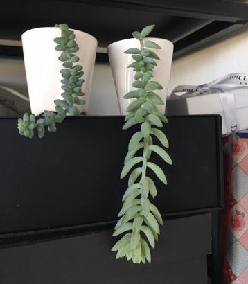 bio Ezelstaartjes baby’s blauw Sedum Morganianum Burrito beschikbaar voor biedingen