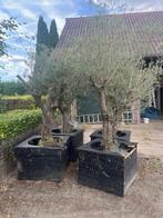Vier Olijfbomen te koop, Lente, 100 tot 250 cm, Olijfboom, Ophalen