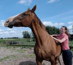 Bijrijdpaard gezocht, Dieren en Toebehoren, Paarden en Pony's | Verzorgingsproducten, Ophalen of Verzenden, Nieuw