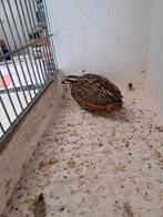 Harlekijnkwartel haan., Mannelijk, Tropenvogel