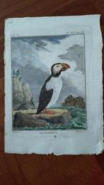 Gekleurde ornithologische antieke prenten, Gebruikt, Ophalen of Verzenden, Voor 1940, Dier