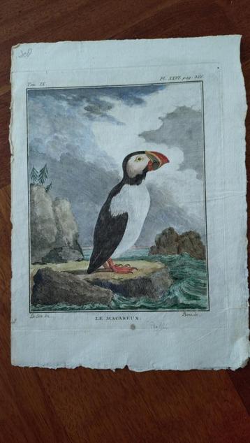 Gekleurde ornithologische antieke prenten beschikbaar voor biedingen