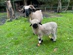 Wallischer schwarznase stamboom ooi met jong rammetje, Dieren en Toebehoren, Meerdere dieren, Schaap