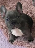 Franse bulldog pups, Dieren en Toebehoren, Honden | Bulldogs, Pinschers en Molossers, Parvo, Reu, 8 tot 15 weken, Bulldog