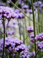 Verbena bonariensis, ijzerhard, Tuin en Terras, Planten | Tuinplanten, Overige soorten, Volle zon, Vaste plant, Ophalen of Verzenden