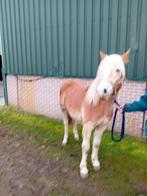 Haflingers, Dieren en Toebehoren, Paarden, Minder dan 160 cm, Onbeleerd, Meerdere dieren, Gechipt