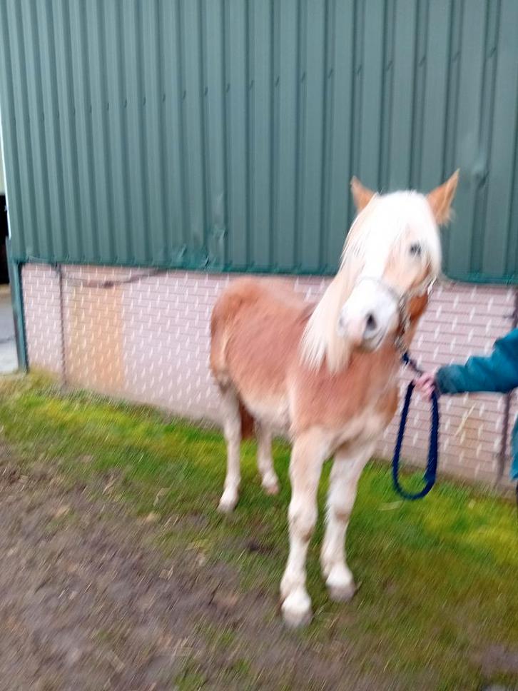 Haflingers, Dieren en Toebehoren, Paarden, Meerdere dieren, Onbeleerd, Minder dan 160 cm, 0 tot 2 jaar, Gechipt