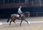 Super Brave 8 jarige allrounder, Merrie, B, 7 tot 10 jaar, 160 tot 165 cm