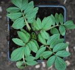 Valeriana officinalis – Echte valeriaan, Bio (nog 4), Volle zon, Vaste plant, Ophalen of Verzenden, Kruiden